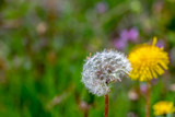 Fototapeta  - Dmuchawce na łące - zbliżenie na delikatne pyłki	