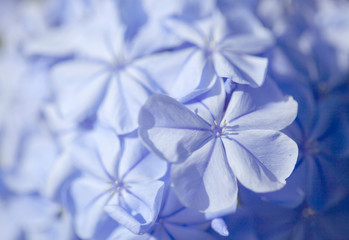 Wall Mural - plumbago natural macro floral background