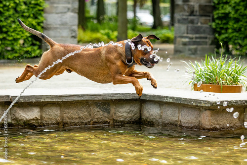 Cuadros en Lienzo Big dog is having fun at the water