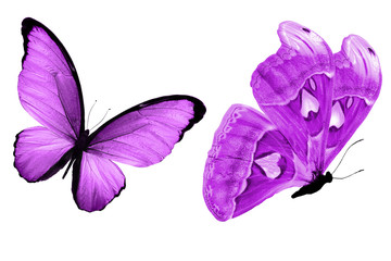 Poster - beautiful two purple butterflies isolated on white background
