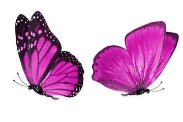 Poster - beautiful two pink butterflies isolated on white background