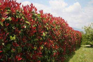 Wall Mural - Red Robin Photinia hedge in springtime on a sunny day.  Photinia x fraseri in the garden