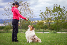 Dog Training Free Stock Photo Public Domain Pictures Dog Training Free Stock Photo Public Domain Pictures