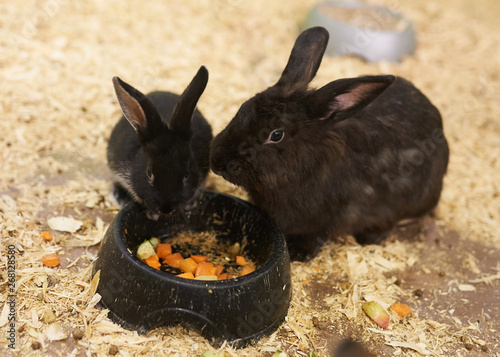 Two Lovely Black Rabbit Eat Food From The Feeders Buy This Stock
