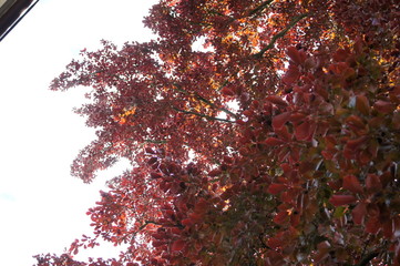 red tree