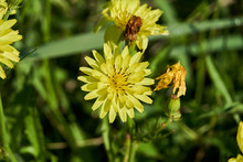 Texas False Dandelion - Pyrrhopappus Pauciflorus - Also Called Smallflower Desert-chicory, Texas Dandelion, False Dandelion.
