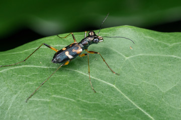 Tree trunk tiger beetle, Distipsidera sp, on a leaf in tropical rainforest, Queensland, Australia