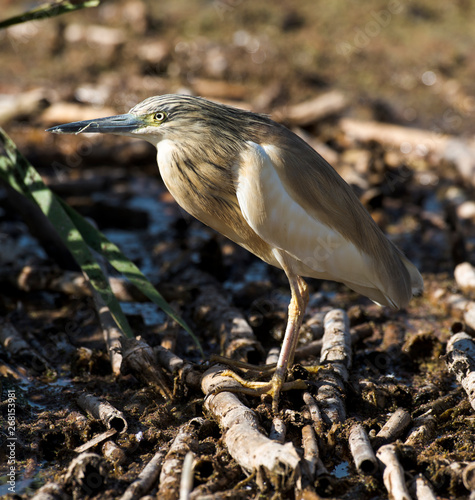Crabier Chevelu Heron Crabier Ardeola Ralloides Squacco Heron Buy This Stock Photo And Explore Similar Images At Adobe Stock Adobe Stock