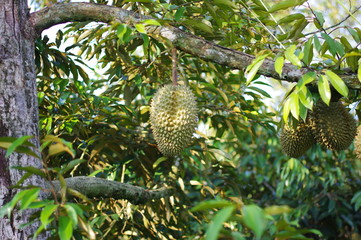 Durian fruit king in the garden of Thailand