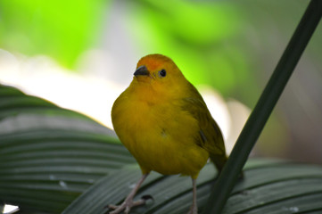 Wall Mural - Yellow finch on a leaf