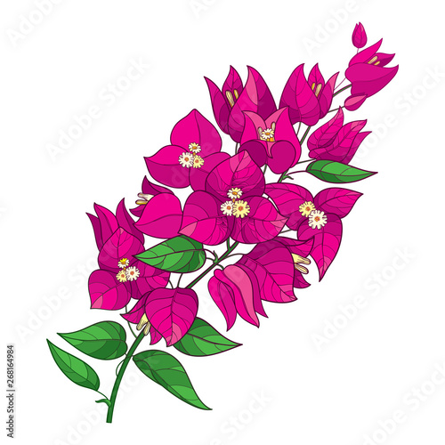 Fotomural Outline Bougainvillea or Buganvilla flower bunch with bud in pink and green leaf isolated on white background