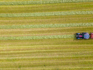 Wall Mural - Aerial view of tractor harvesting green hay from meadow.