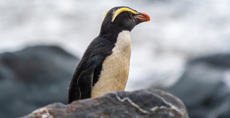 Close-up of a rare Fiordland penguin on the South Island of New Zealand