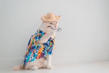 Funny cat going on vacation,wear beach shirt and hat in summer concept .