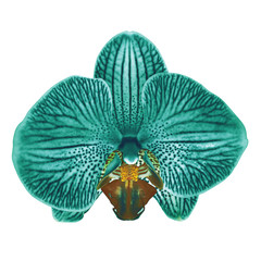 Poster - green  cyan  brown orchid flower isolated white background with clipping path. Flower bud close-up. Nature.