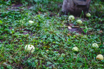 Wall Mural - In the green grass are apples fallen from the tree