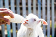 feeding a baby goat with milk from a bottle