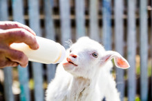 Feeding A Baby Goat With Milk From A Bottle
