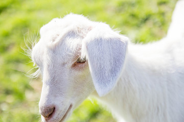 Wall Mural - little goat walks in nature