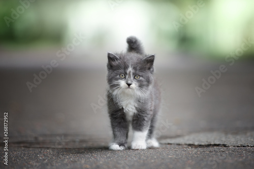 grey and white fluffy kitten posing on the road outdoors Poster Mural XXL