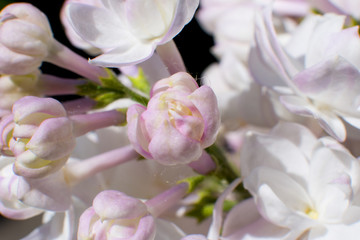 Snow-white pink lilac close-up. bunch of lilacs.