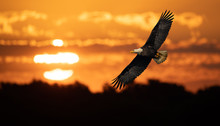 Bald Eagle At Sunrise Composite 