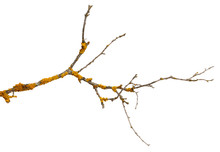 A Branch Of Old Dry Wood Is Covered With A Yellow Lichen. Isolated On A White Background.