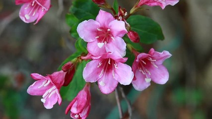 Canvas Print - urginea maritima flover