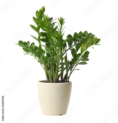 Cuadros en Lienzo Pot with Zamioculcas home plant on white background