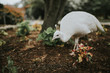 © Kim Swain/Stocksy - white peacock hen