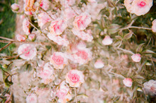 Pink Flowers Shot On Film