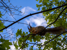 A Squirrel Is Climbing On The Tree Branches, Close View Soft Focus