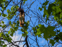 A Squirrel Is Hanging On A Tree Branch Upside Down Eating Leaves, Close View Soft Focus