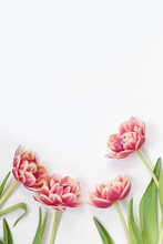 Tulips On White Background
