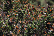Numerous Monarch Butterflies On Evergreen Bushes