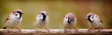 Four Sparrows On A Stick