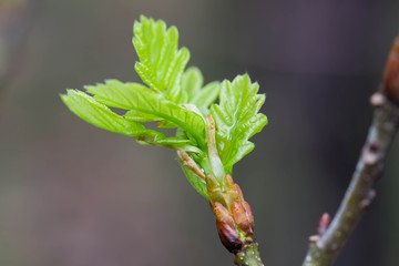 Sticker - spring oak leaves and buds on twig macro