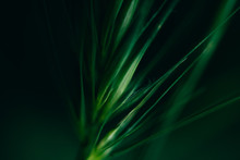 Abstract Textures Of Green Flowers And Plants From Nature