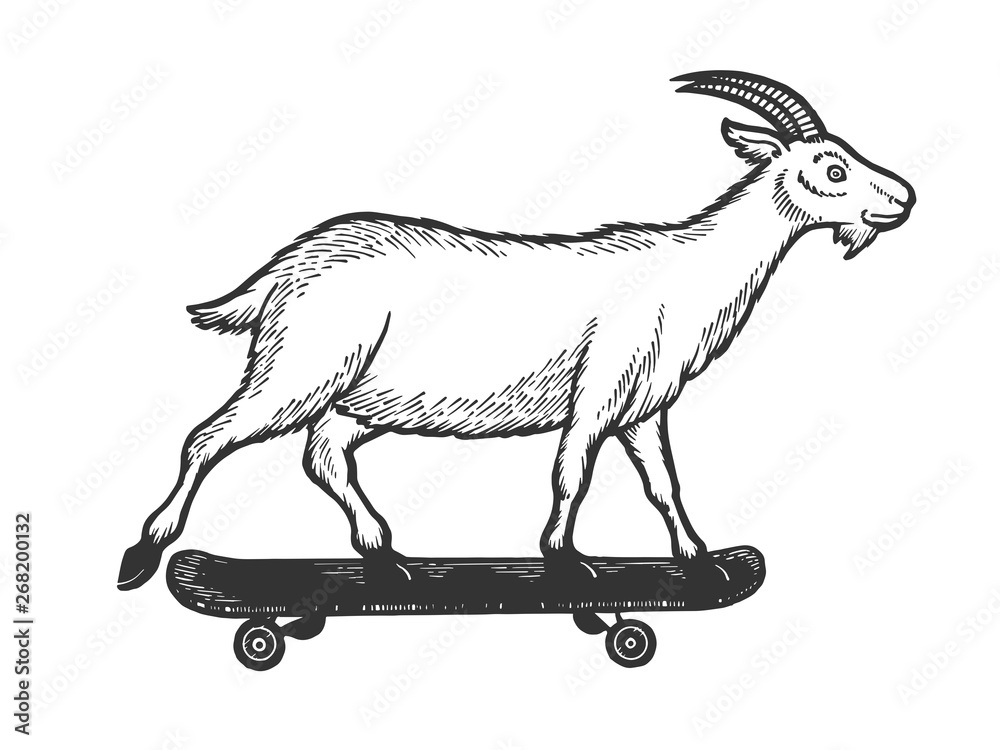 Domestic goat ride on skateboard sketch engraving vector illustration ...