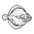 Flounder flatfish plaice fish animal sketch engraving vector illustration. Scratch board style imitation. Black and white hand drawn image.