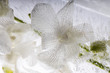 Weiße Orchidee in kristallklarem Eis 4