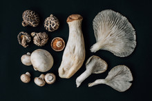 Mushroom Harvest