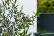 Olivenbaum Äste und Blüten