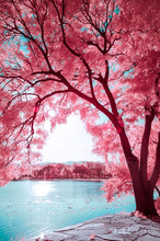 The Trees In  The Summer Palace Of Beijing,in Infrared Light