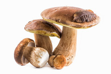 Group Boletus Mushroom Isolated On White Background.Boletus Mushrooms, Porcini Mushroom, Forest, Edible Mushroom