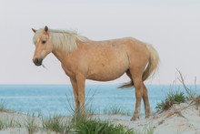 Palomino Wild Horse; Assateague Island