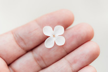 Tiny White Flower In Hand