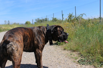 Wall Mural - chien cane corso : molosse