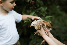 Little Boy Touches A Chicken On A Farm.