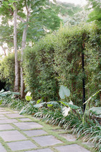 A Green Lush Hedge, Resort Style In Bali